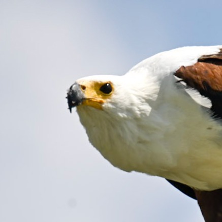 contributor icon