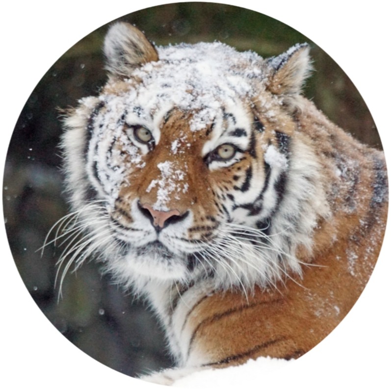 ícone de colaborador