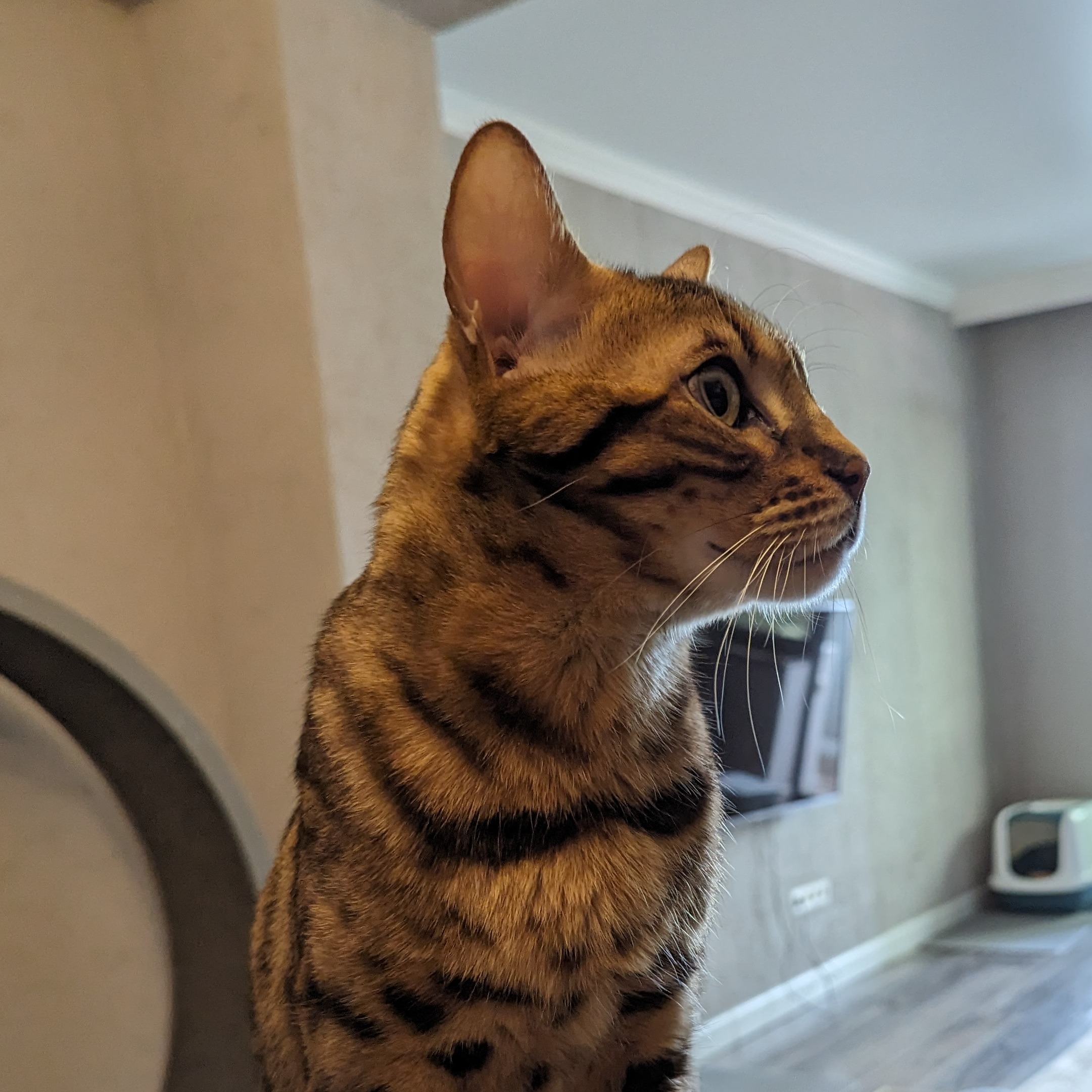 значок участника