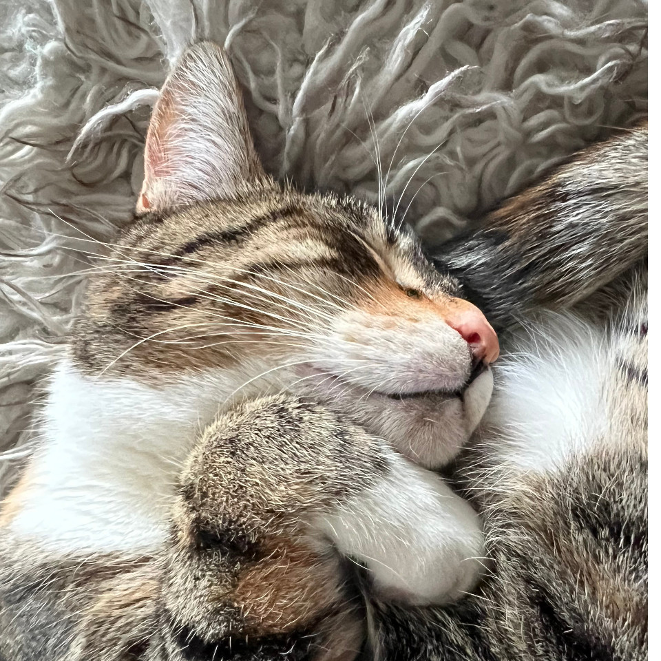 Contributor profile image