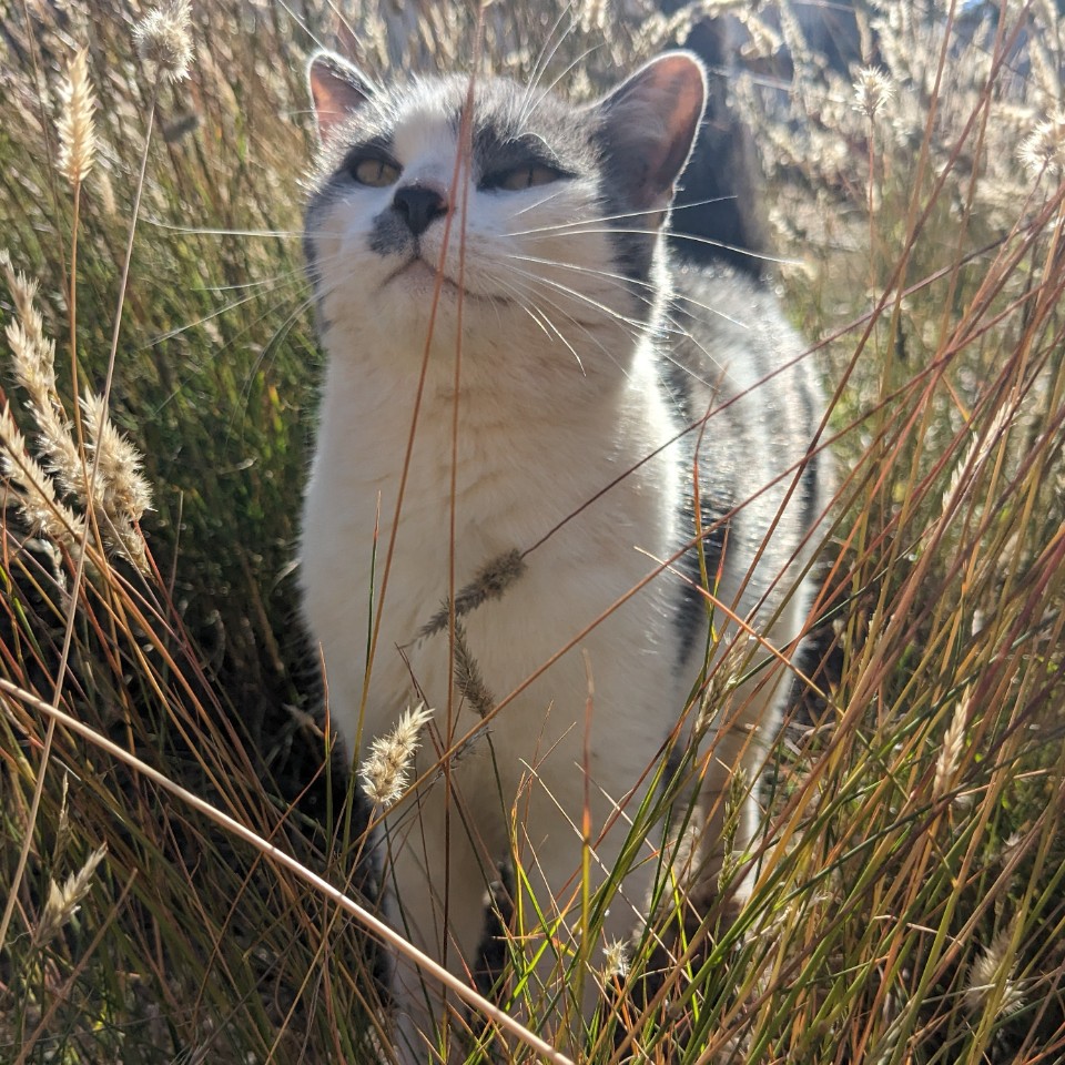 رمز المساهم