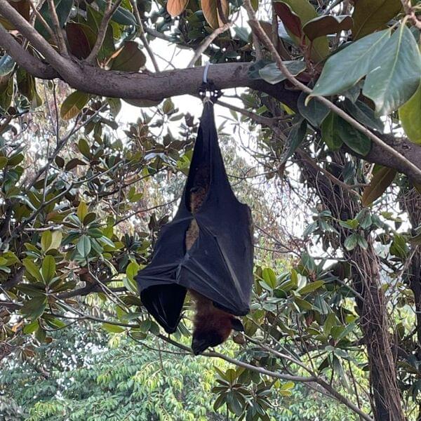 Isloo Bat profile