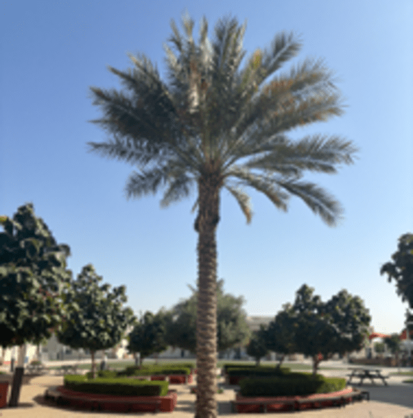 Deira International School profile