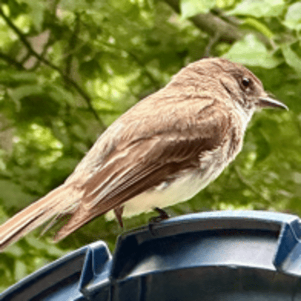 Birdie P. Treehouser
