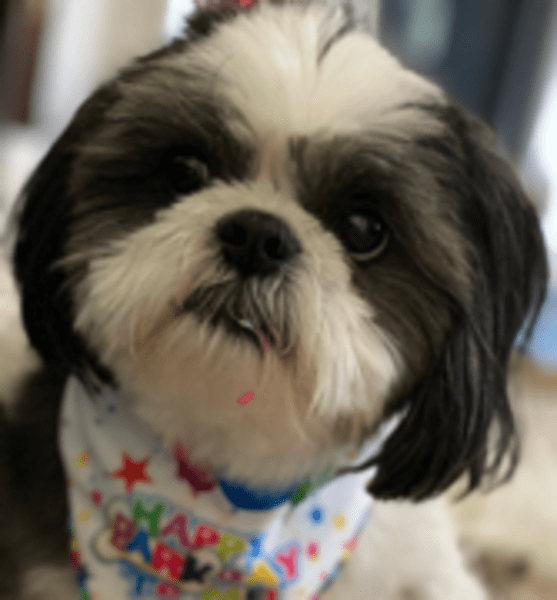 contributor icon