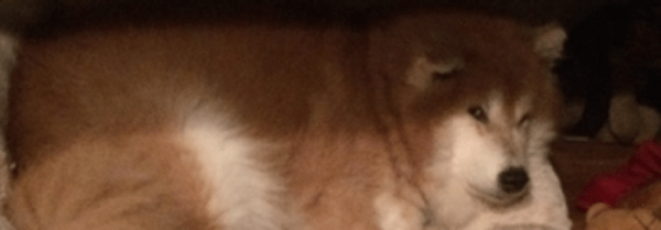 Michi Watchdog' profile cover