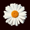 contributor icon